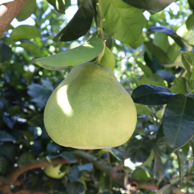 度尾文旦福建当季新鲜孕妇水果红心蜜柚柚子柚子