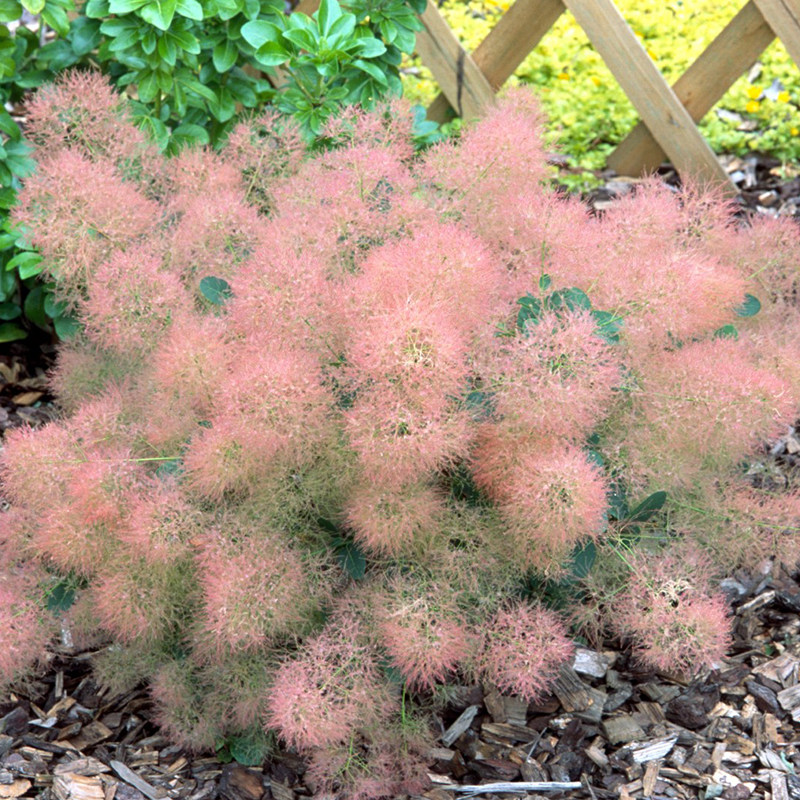 烟树观花黄栌乔木小乔落叶多年生盆栽叶观花庭院观行道树