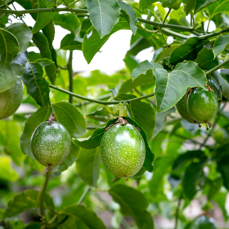 黄金百香果盆栽虹越热带多年生常绿藤本爬藤扦插果树