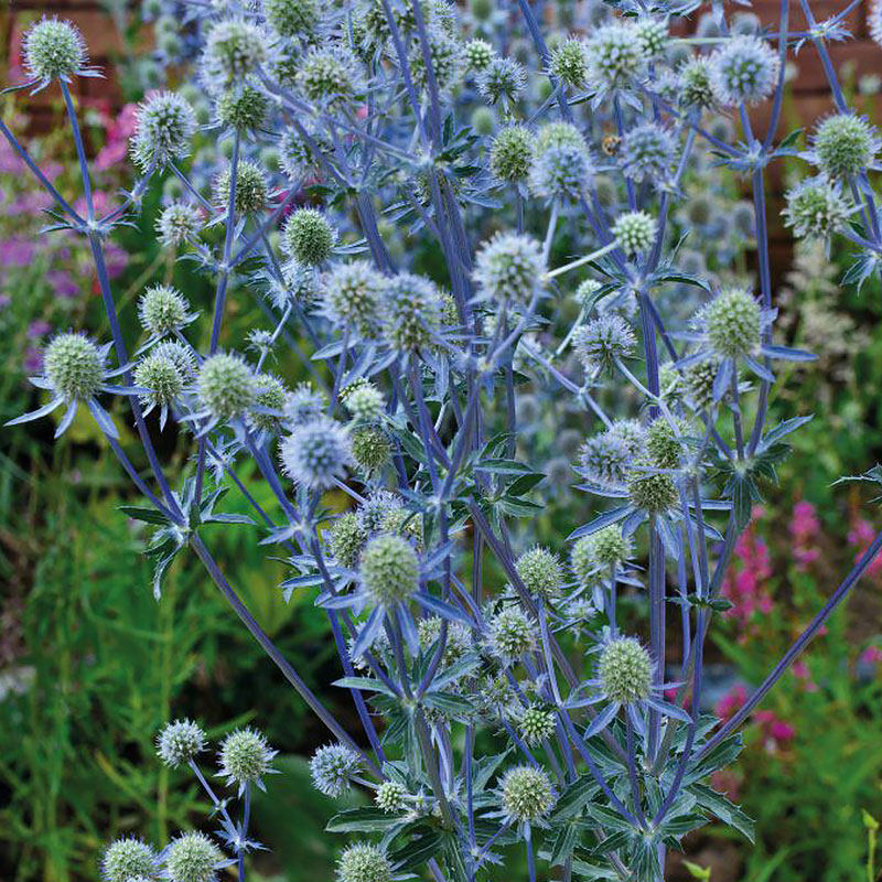 种子扁叶刺芹虹越萌吖吖花种情人果可切花尤加利家庭园艺种子