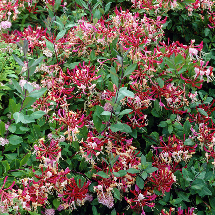 金银花盆栽苗 虹越多年生庭院落叶藤本垂红忍冬等多品种金银花苗 - 爱