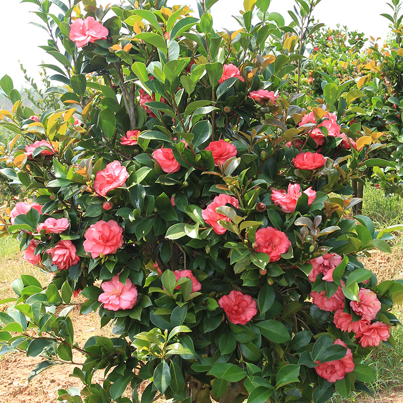 四季茶花常绿灌木虹越盆栽庭院阳台耐热观花观叶