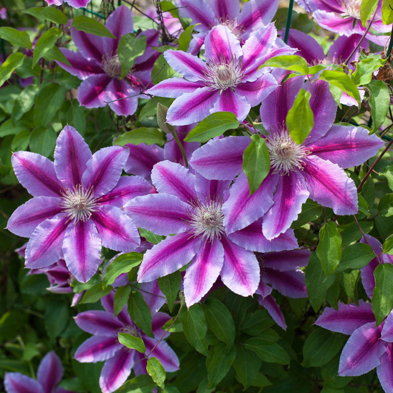 铁线莲盆栽苗 蓝光经典哥白尼风之森林虹越铁线莲花苗 爬藤植物