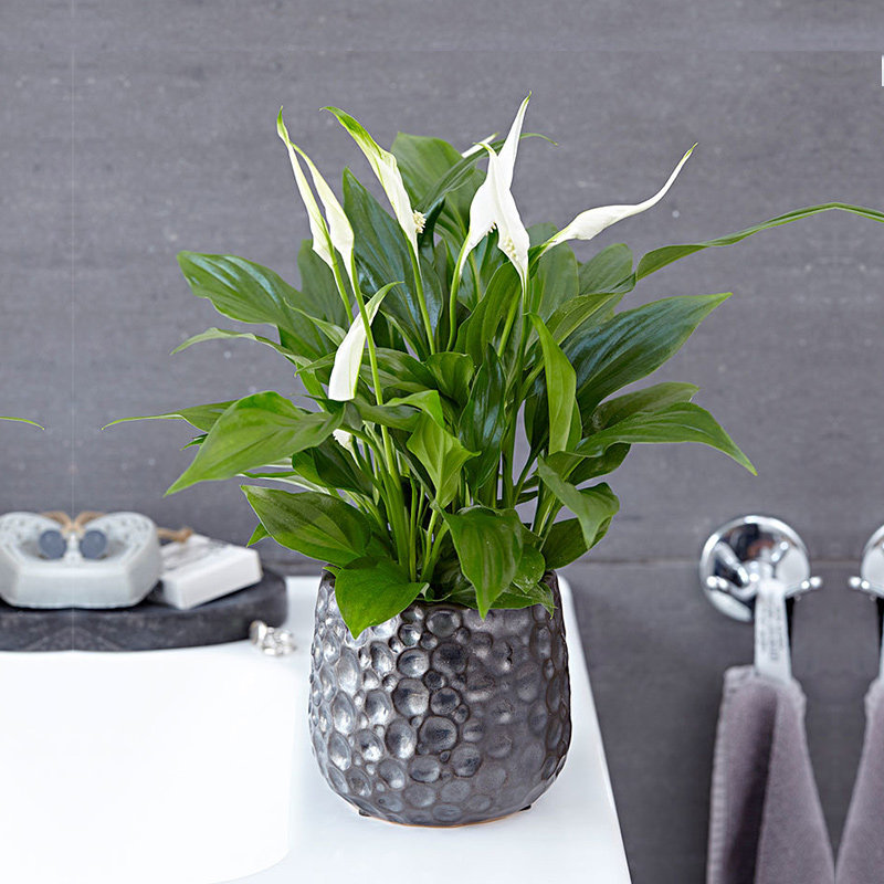 盆栽虹越美酒白掌100多年生植物居家室内观叶盆栽绿植