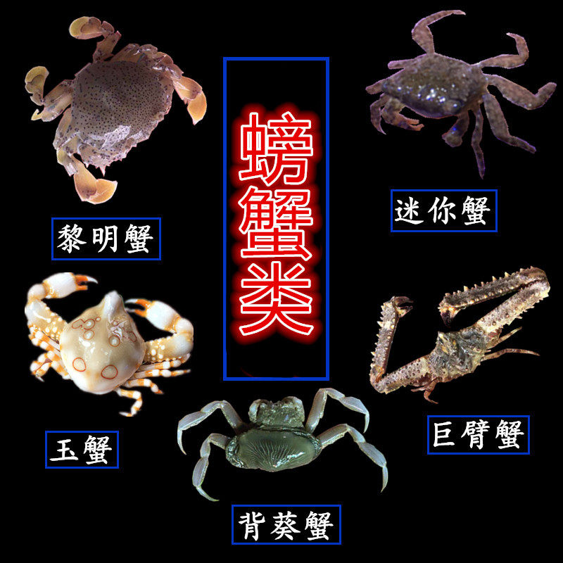 鱼缸异形观赏黎明迷你强壮紧握玉蟹背葵顺丰蟹