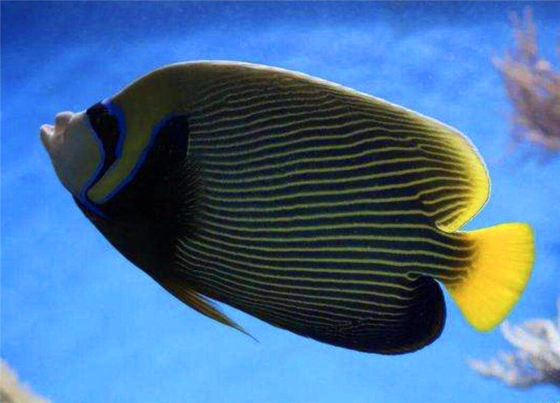 皇后神仙观赏鱼海水活体仙鱼直纹金毛巾毛巾马鞍鱼