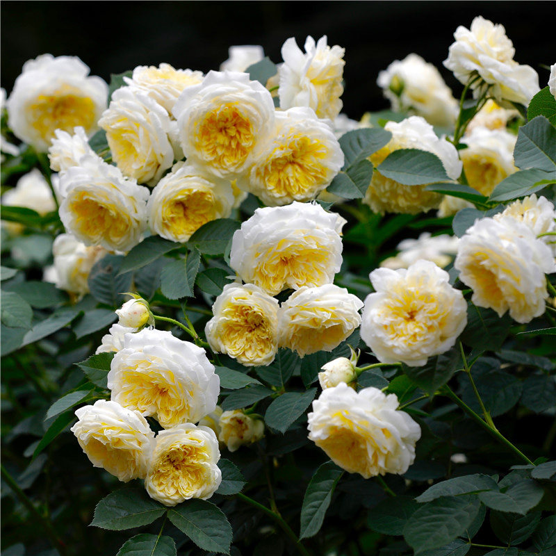 爬藤月季天路朝圣者阳台围栏庭院藤本四季开花花卉