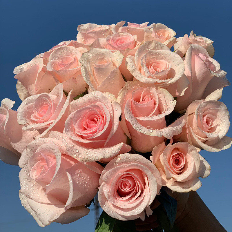 月季观花盆栽花卉庭院阳台切花荔枝大花粉色时令草本花卉