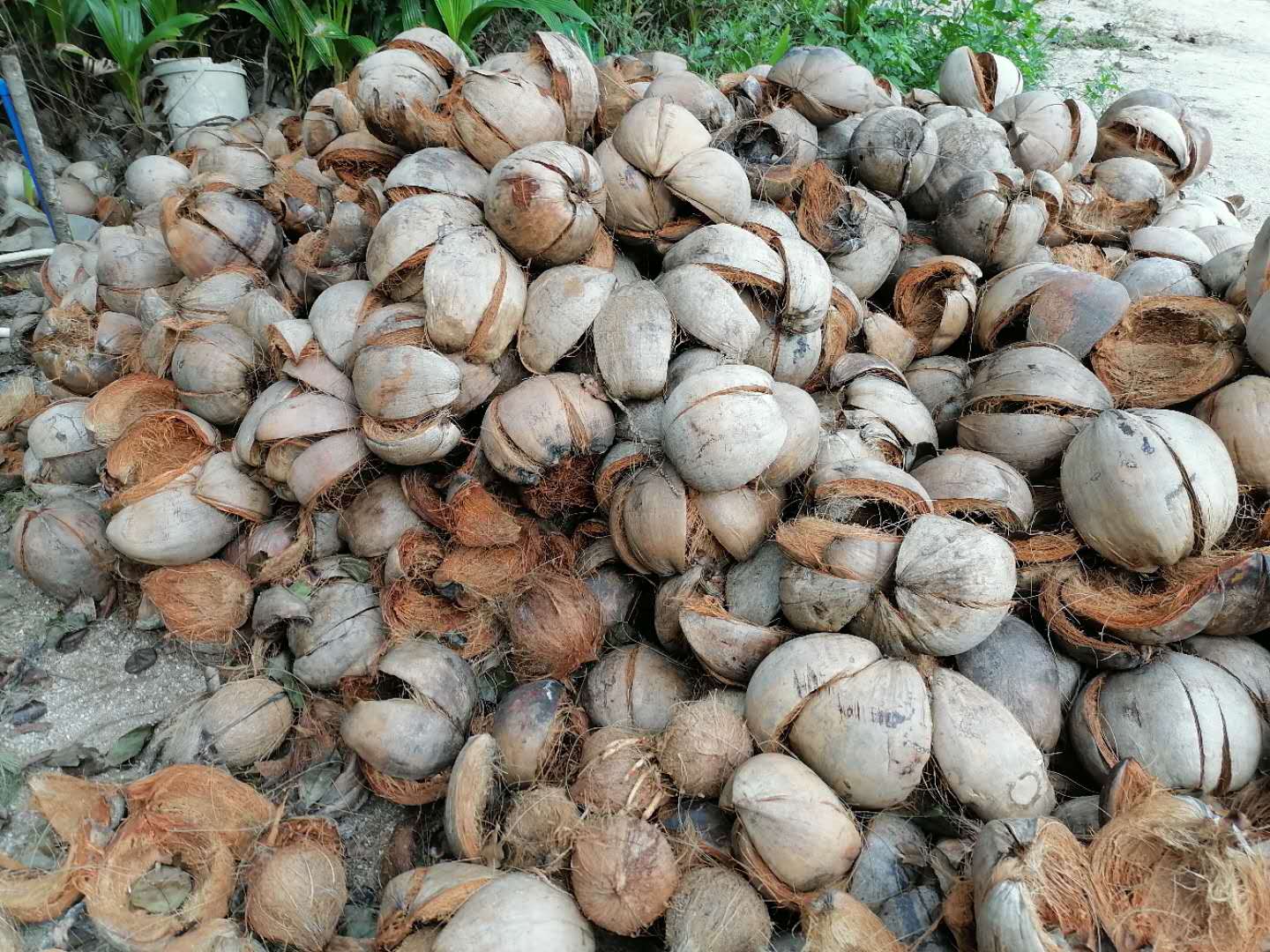 海南新鲜青椰子皮老椰子皮棕皮竹虫养殖饲料椰子虫椰糠椰毛椰壳
