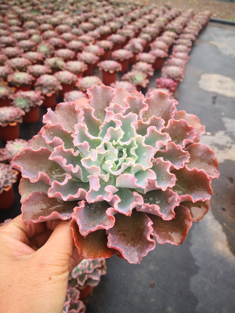 蓝狐绿乐植多肉薄叶卷叶中型包菜夏季生长长型多肉植物