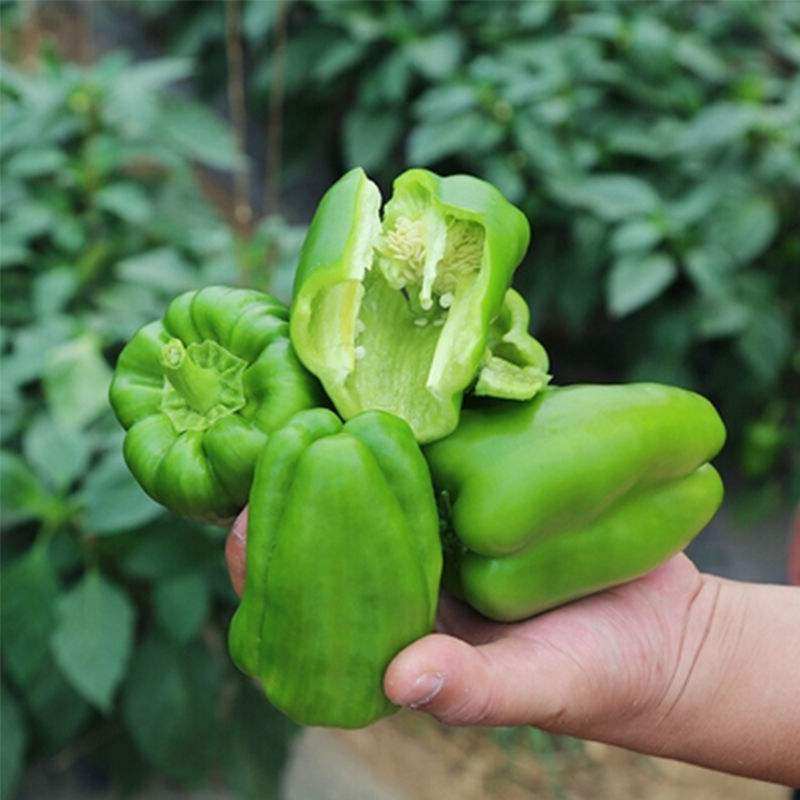 蔬菜新鲜清甜圆椒5斤青椒天然时令现摘现发辣椒