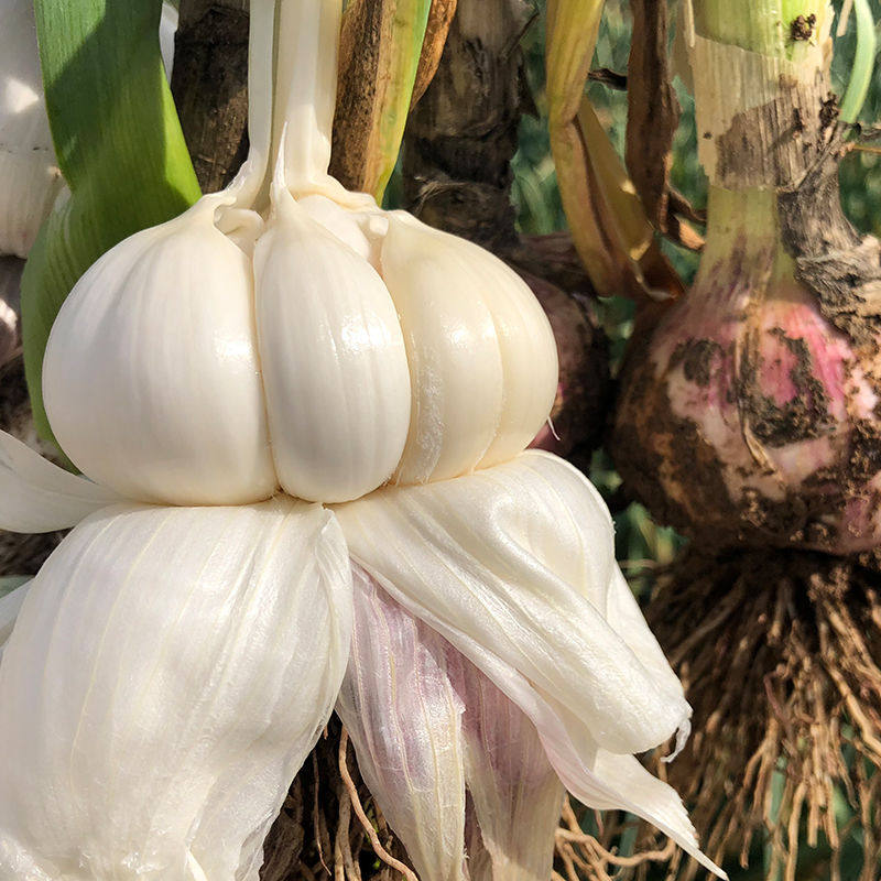 大蒜白皮糖醋腌制鲜蒜现挖2斤农家新鲜特惠大蒜