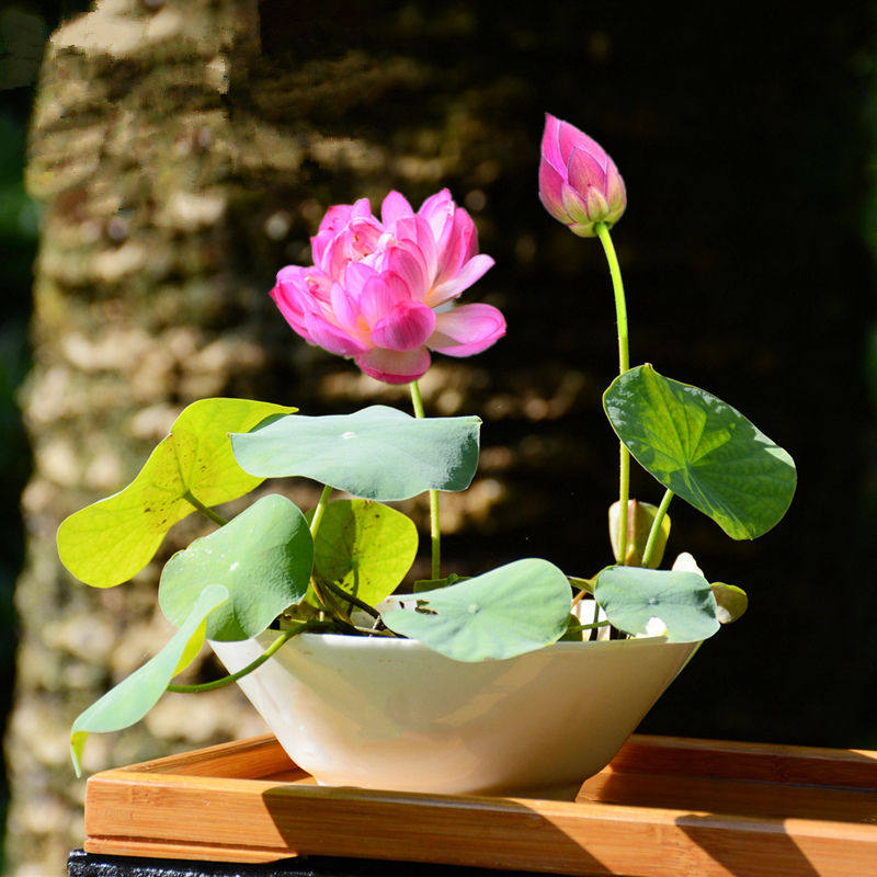 莲花荷花盆栽水养缸鱼缸缸里绿植小睡小型盆景花卉