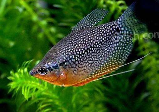 马甲热带小鱼水草活体包装费快递包活到家新品上市鱼