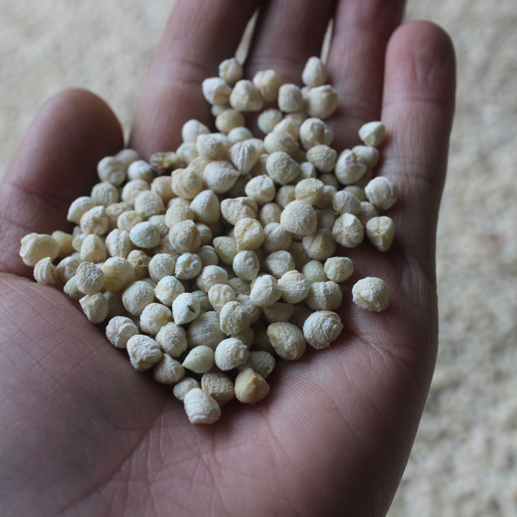 三七云南文山种子新鲜野生特级正品红籽20头家庭园艺种子