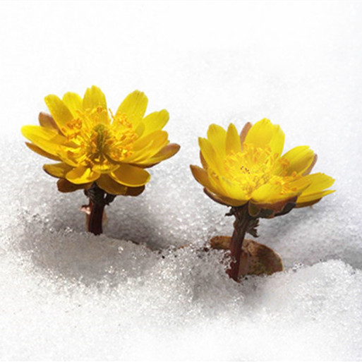 雪冻花草药图片