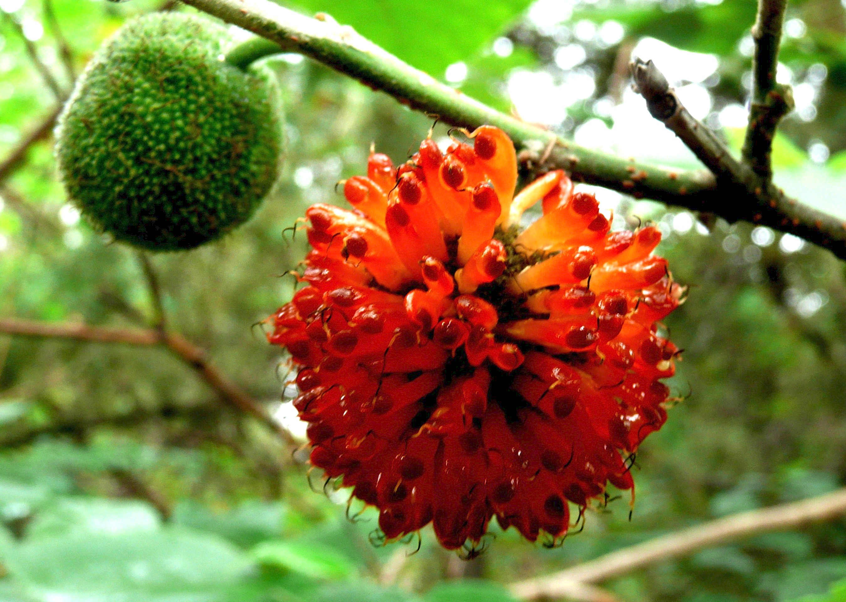 杂交林木皮浆杨梅树假沙纸楮实构树家庭园艺种子