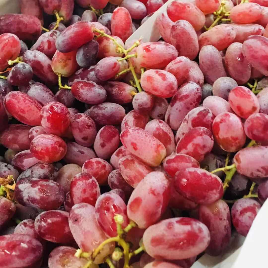 澳大利亚进口无籽红提美人提子当季孕妇水果葡萄其它