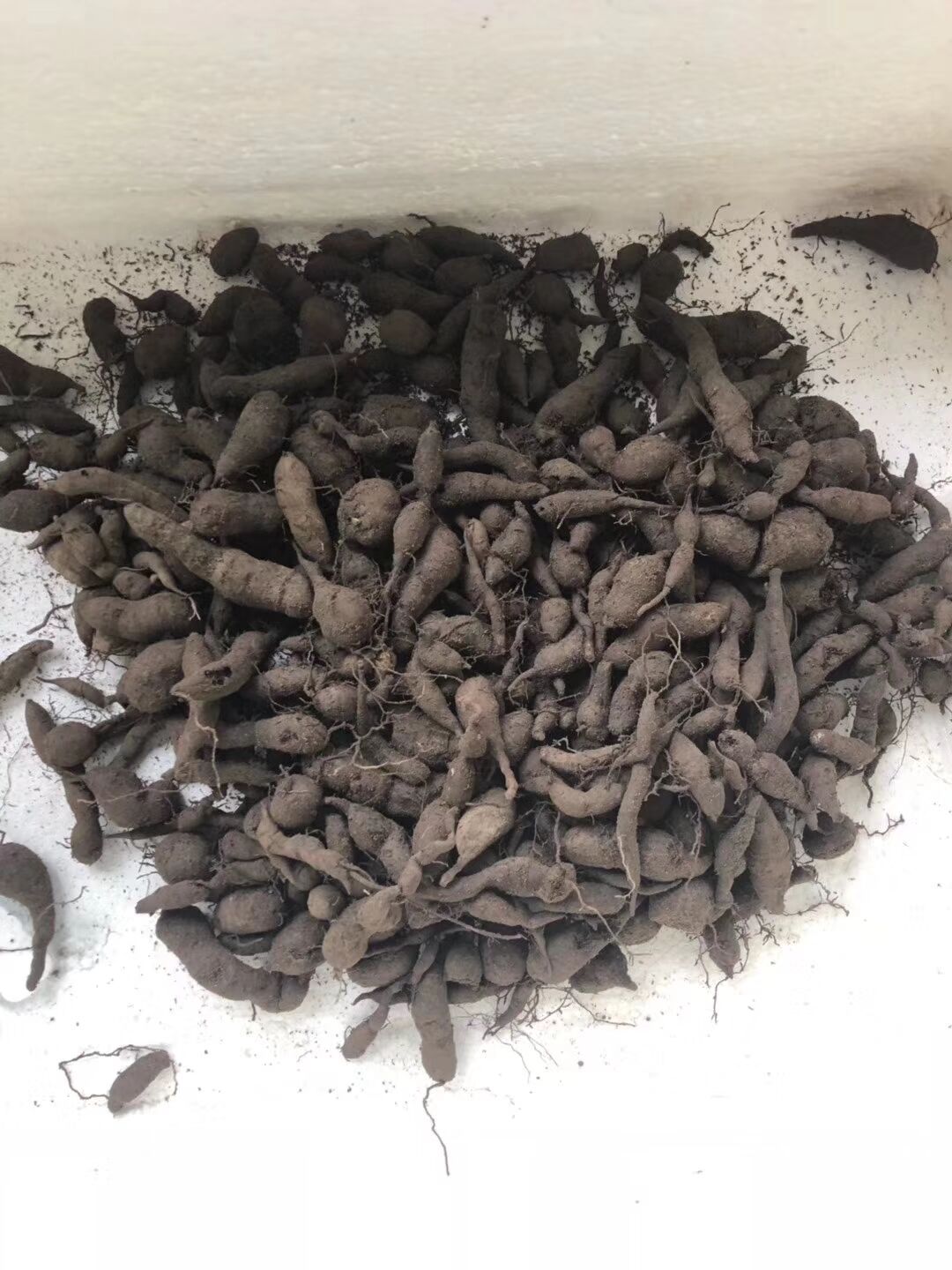 浙江中药材祛火清热退热小儿老鼠野生石老鼠葫芦其他药食同源食品