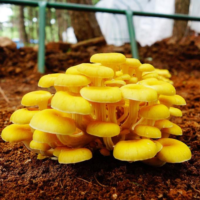 榆黄菇食用农产品菇蘑菇种植菌包菌棒菌种阳台多肉植物