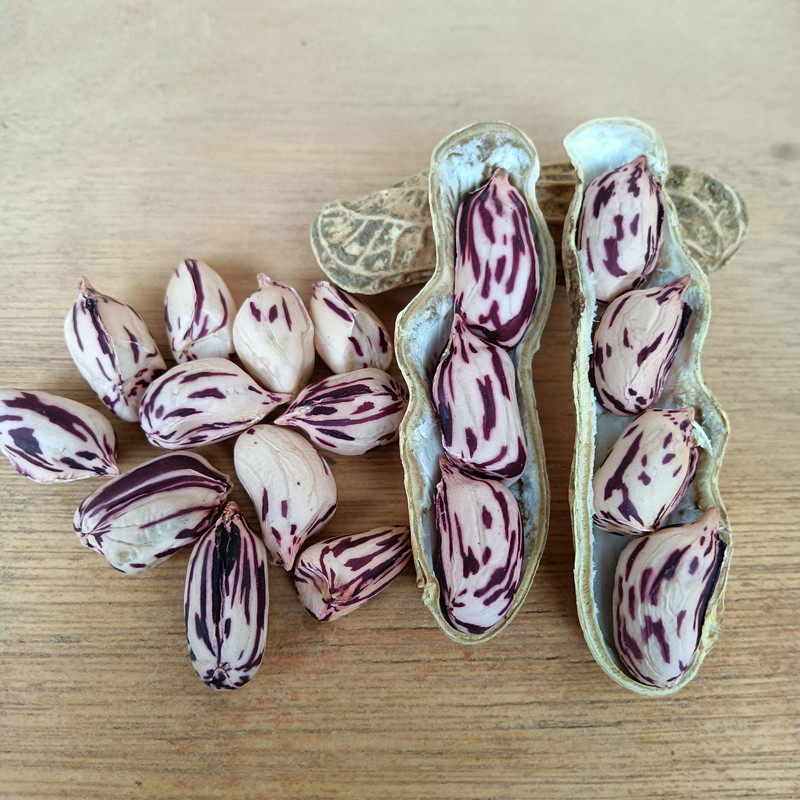 花生云南新货22年七彩野地带壳晒干彩色彩色花花生