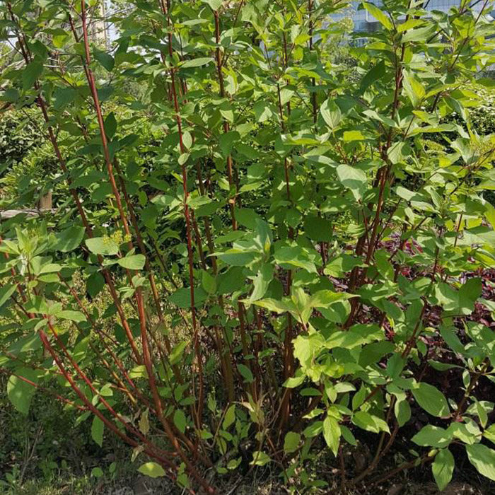 园林绿化苗木庭院植物花卉红麻球苗红瑞树苗彩色观叶