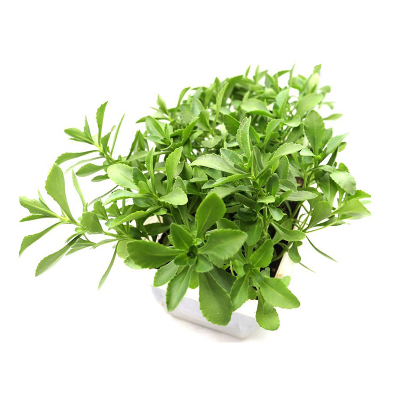 养心菜种籽救心菜景田三七费菜金不换还阳草野菜四季播蔬菜种孑子