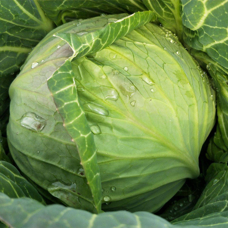 四季家庭秋季种子蔬菜高产菜园包菜甘蓝头菜家庭园艺种子