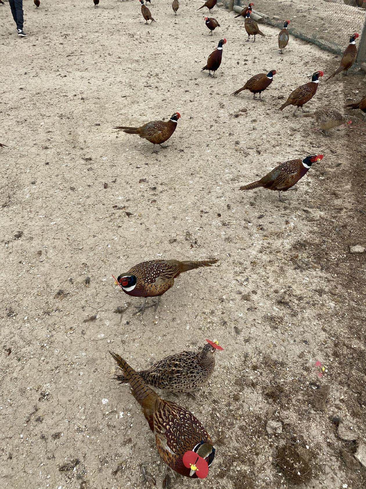 一对山鸡农村散养鸡七彩山鸡活体发货打架鸡媒两只装鸡仔活鸡公鸡