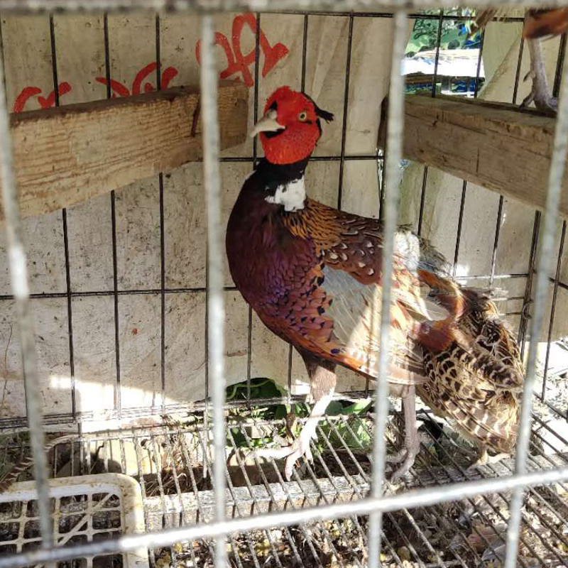 山鸡七彩斗鸡散养公鸡鸡蛋五黑芦花一年老鸡牛排机