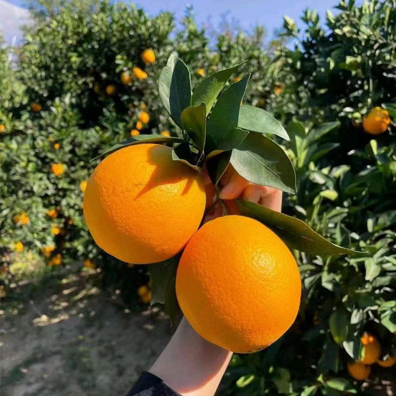 橙乡甜黄金橙正宗赣南脐橙新鲜采摘精品包装橙