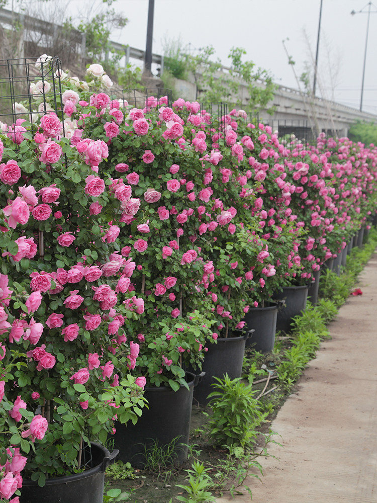 欧月藤本月季龙沙宝石盆栽花苗爬藤蔷薇庭院拱门时令草本花卉