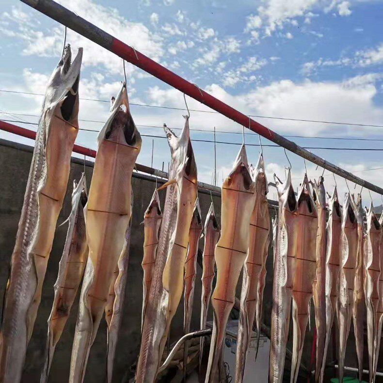 舟山海鲜狗鳗本地鳗鱼152斤5斤装多退少补鳗鱼