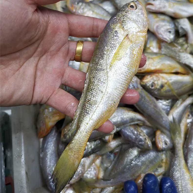 舟山海鲜野生梅鱼细鳞黄花鱼小黄黄鱼8条运费黄鱼