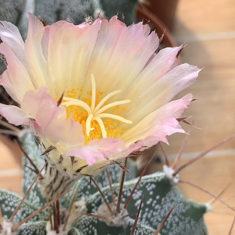 仙人描春实生般若星球属开黄花球多植物仙人掌多肉植物