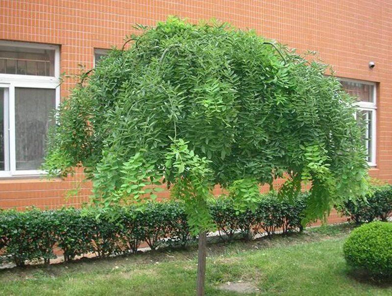 垂槐金枝龙爪国槐绿化树苗正宗嫁接黄金南北方行道树