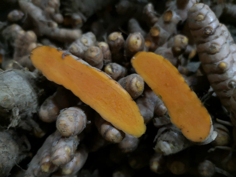 新鲜黄姜红肉染色姜咖喱咖喱月子东南亚餐厅食材生姜