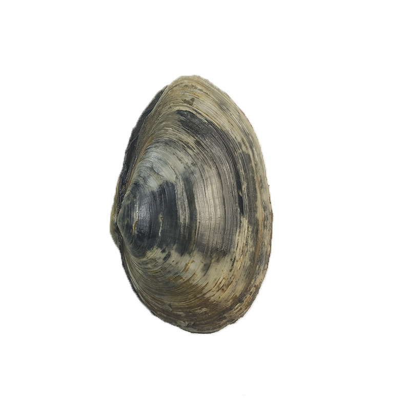 象鼻大连海鲜野生鲜活小象象拔蚌贝类刺身烧烤青口贝