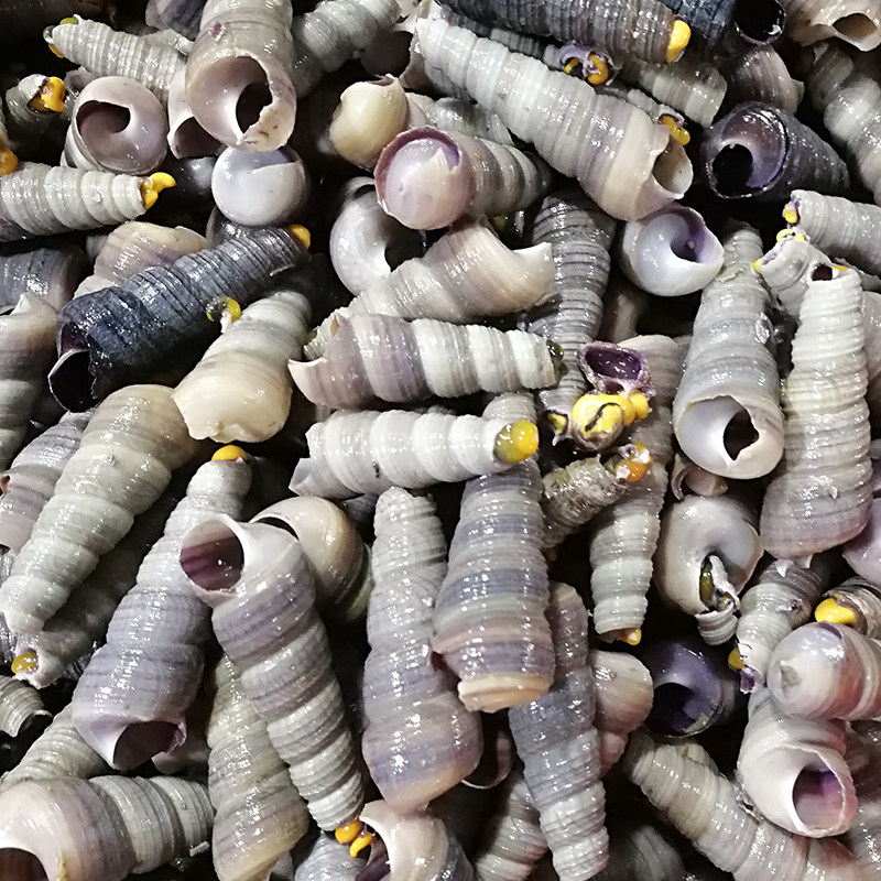 大连田螺角螺锥螺尖螺海螺新鲜海野生海螺丝去尾海螺