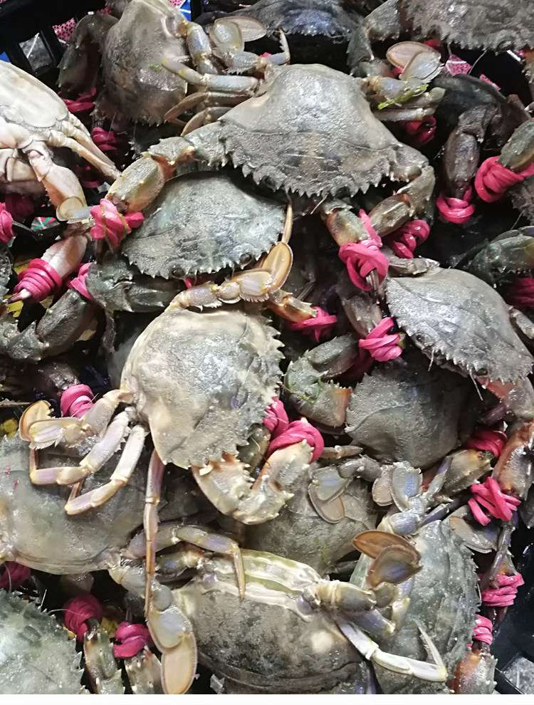 大连连海鲜花盖蟹石鲜活蟹石甲大花蟹海捕海螃蟹梭子蟹
