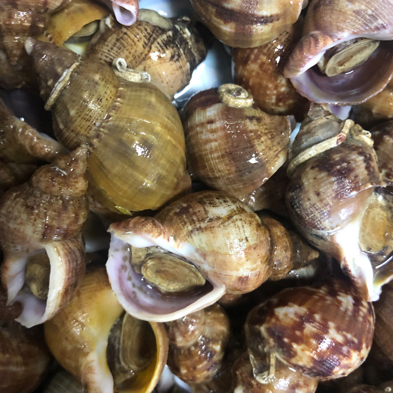 大连海鲜野生鲍螺贝类海螺香螺小海螺鲜活香波泥螺