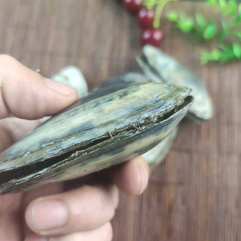 象鼻大连海鲜野生鲜活小象象拔蚌贝类刺身烧烤青口贝