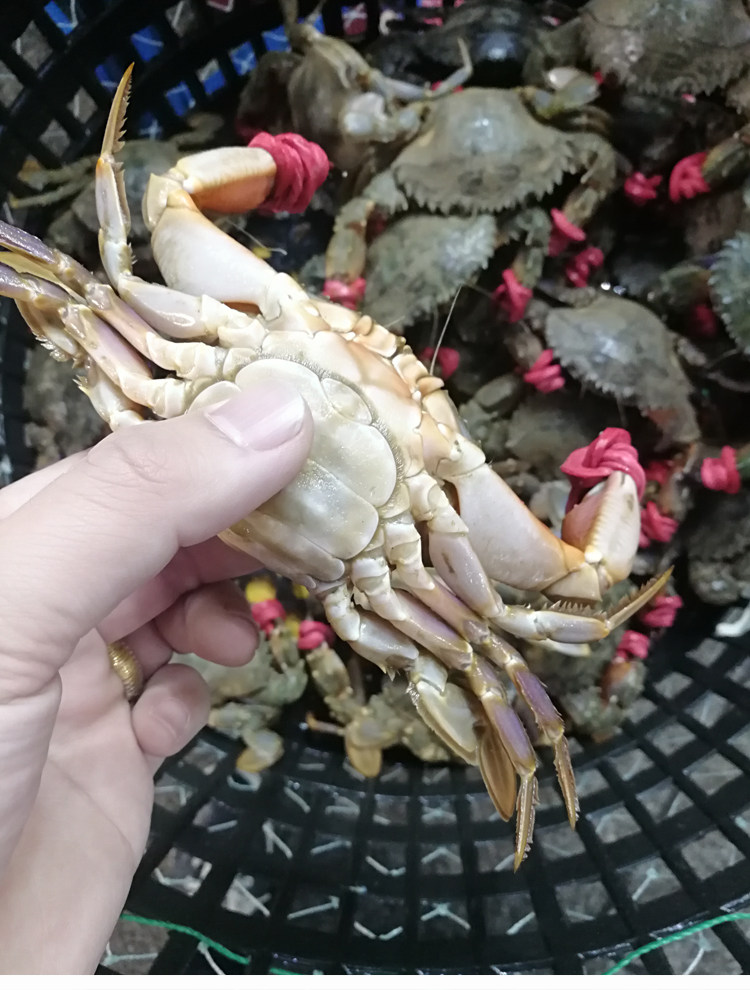 大连连海鲜花盖蟹石鲜活蟹石甲大花蟹海捕海螃蟹梭子蟹