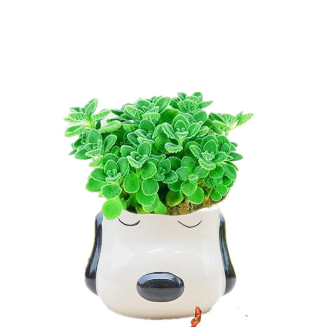 一抹香盆栽植物 猪碰碰包邮香草多肉驱蚊驱虫净化空气绿植花卉