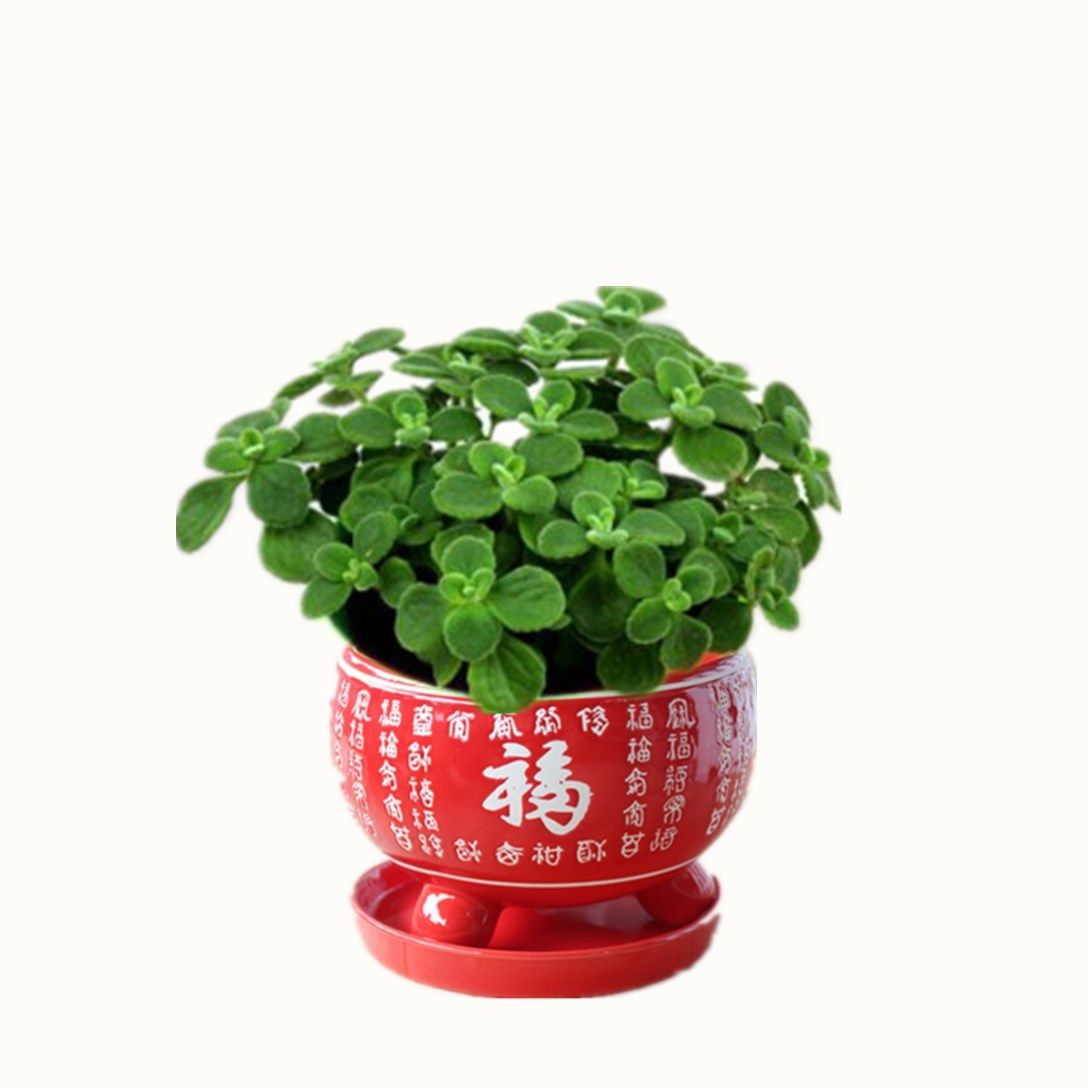 一抹香盆栽植物 猪碰碰包邮香草多肉驱蚊驱虫净化空气绿植花卉