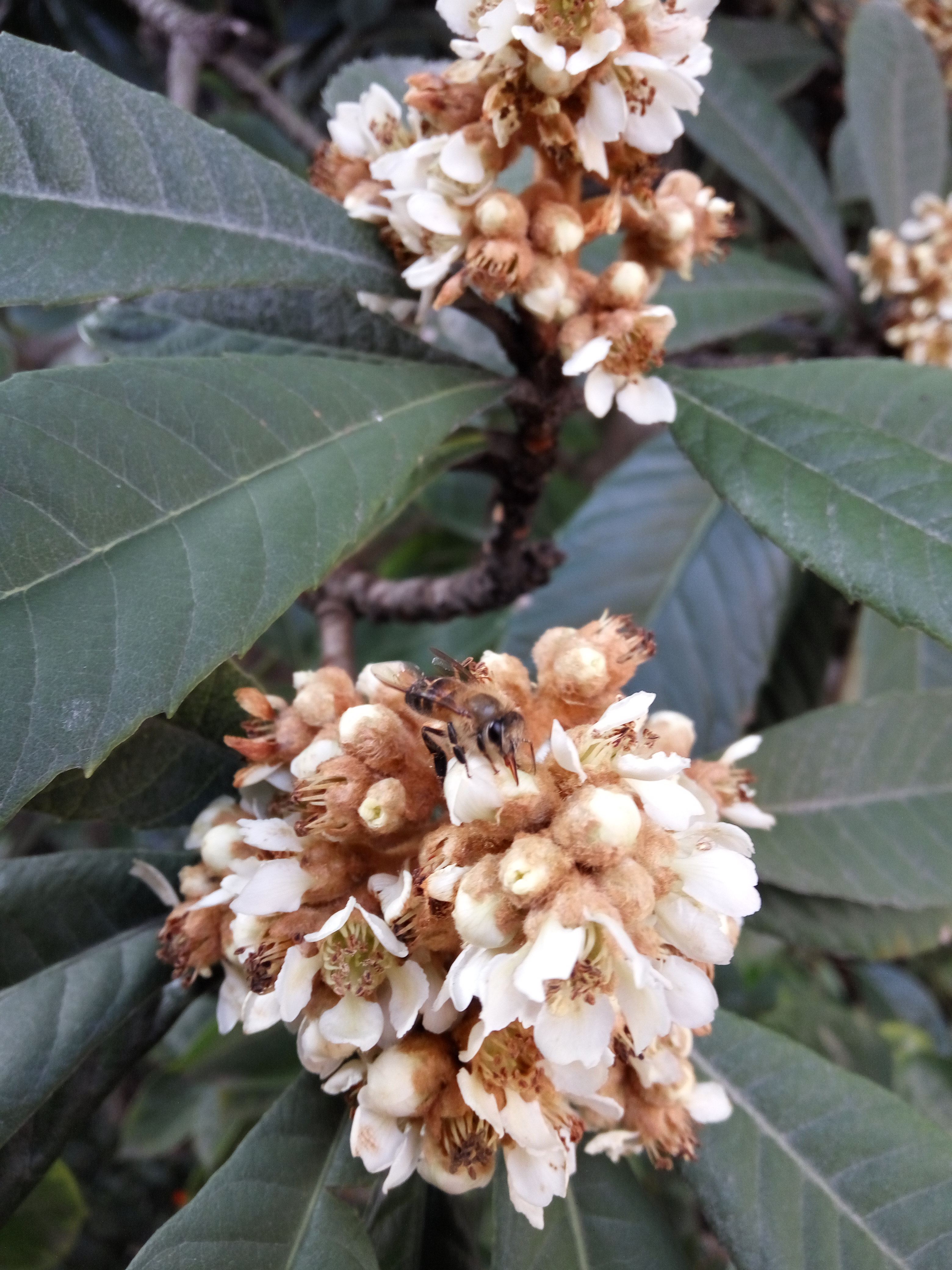 新鲜枇杷花土蜂蜜蜂场自产原生态纯天然冬蜜结晶封盖成熟