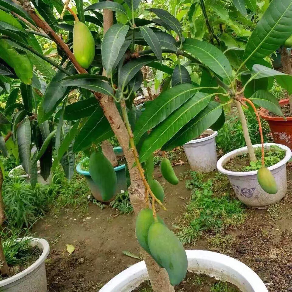 象牙果苗红象芒果果肉细嫩坚实盆栽地载果树果树