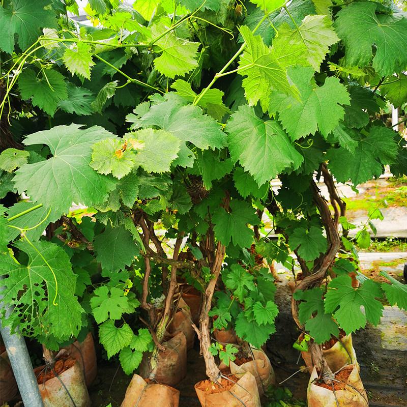 葡萄树苗无籽无核夏黑巨峰红提子果树苗盆栽地栽南北爬藤庭院种植