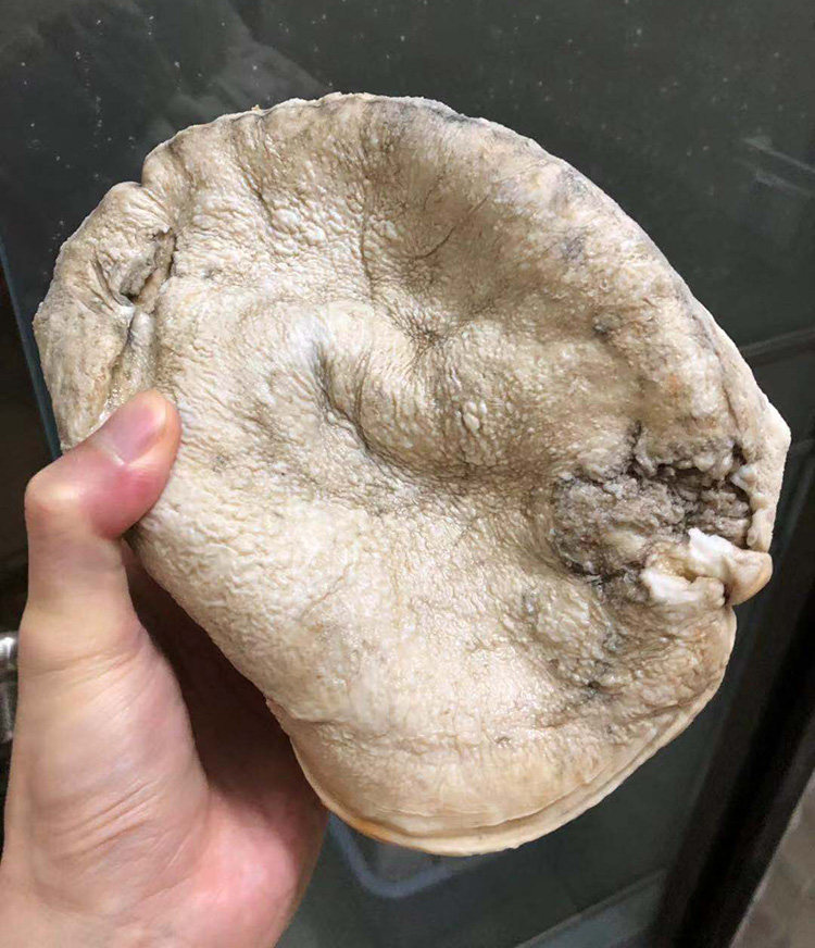 【千年精品老太岁】太岁肉灵芝 整体活体 野生太岁 3.