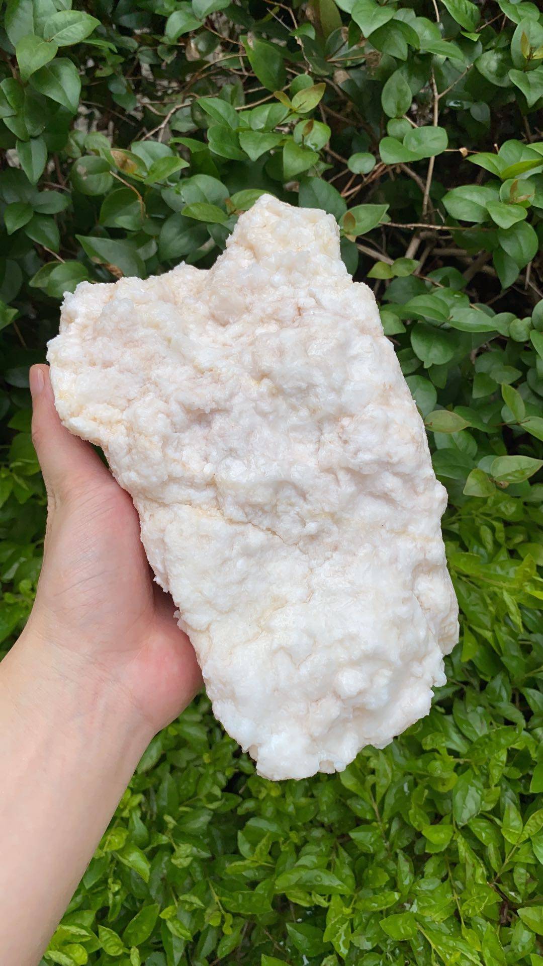 纯天然特级高品质灵芝长白山太岁石太岁溶洞野生纯野灵芝制品